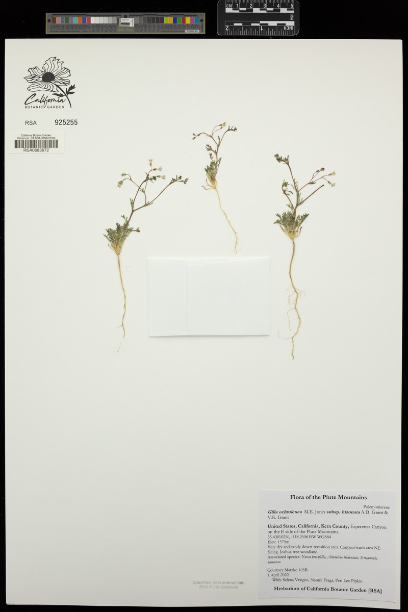 Gilia ochroleuca subsp. bizonata photo 3
