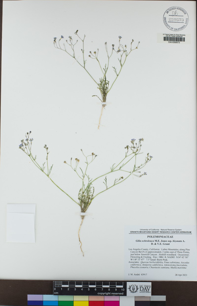Gilia ochroleuca subsp. bizonata photo 4