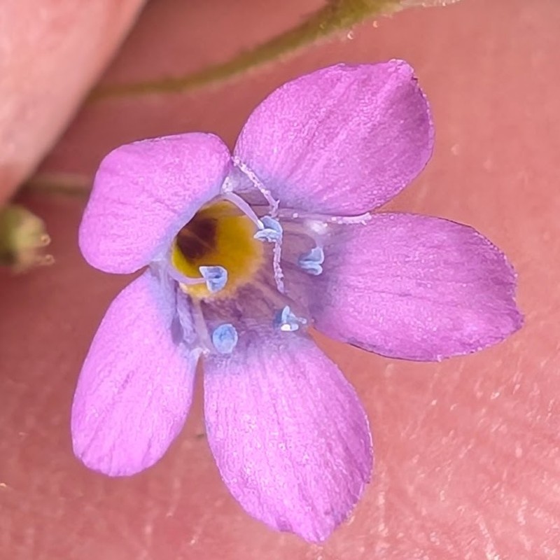 Gilia ochroleuca subsp. exilis