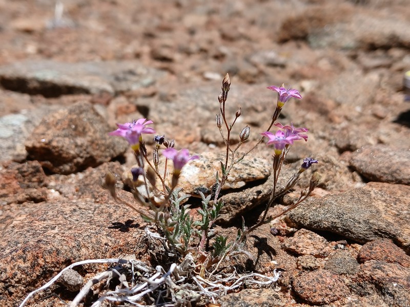 Gilia ochroleuca subsp. exilis photo 2
