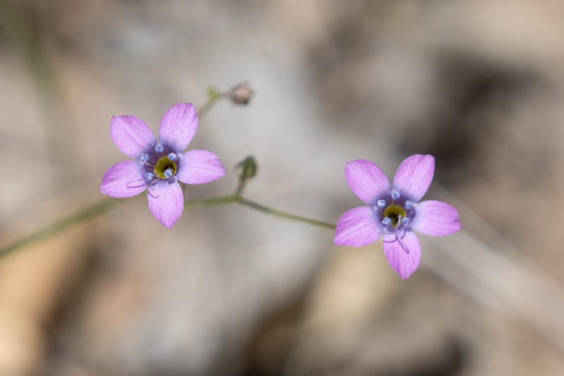 Gilia ochroleuca subsp. exilis photo 3