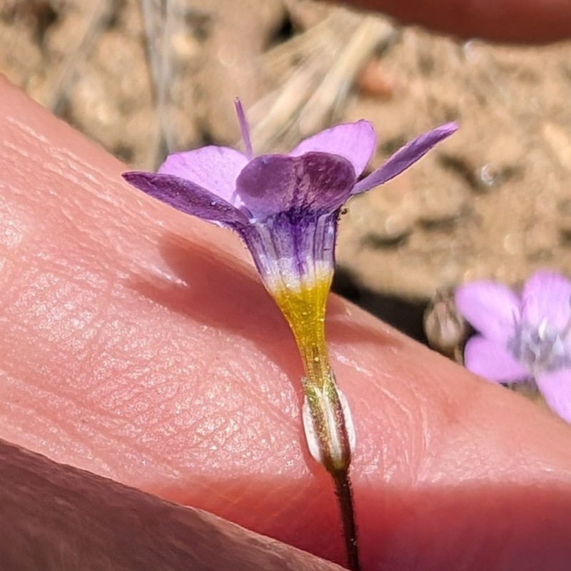 Gilia ochroleuca subsp. exilis photo 4