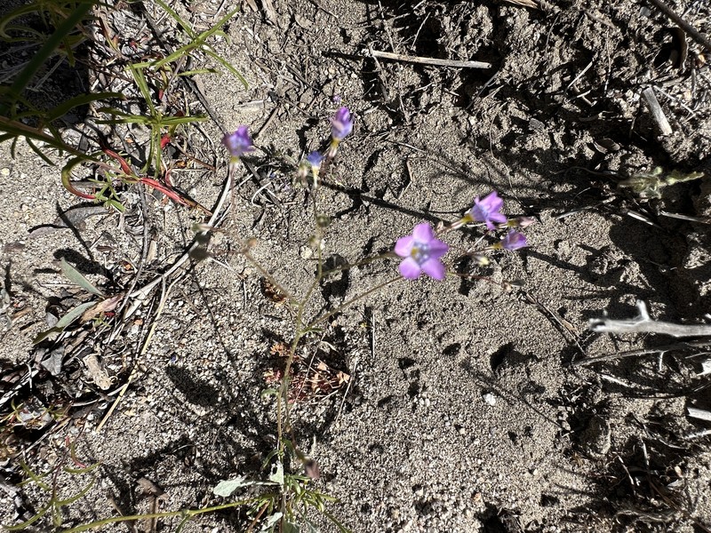 Gilia ochroleuca subsp. exilis photo 5
