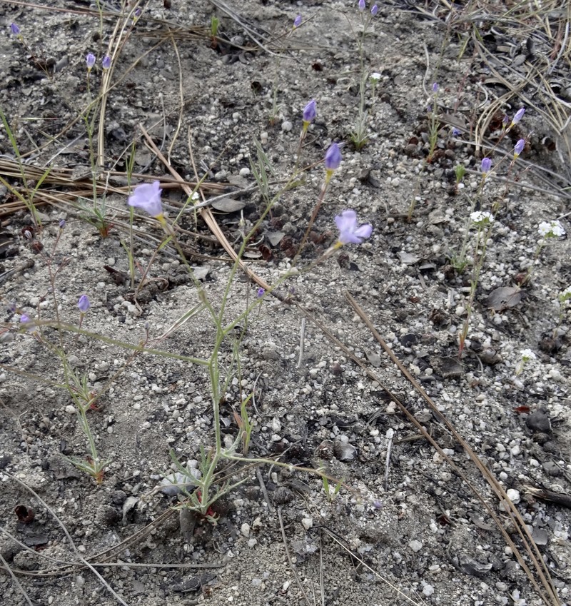 Gilia ochroleuca subsp. exilis photo 6