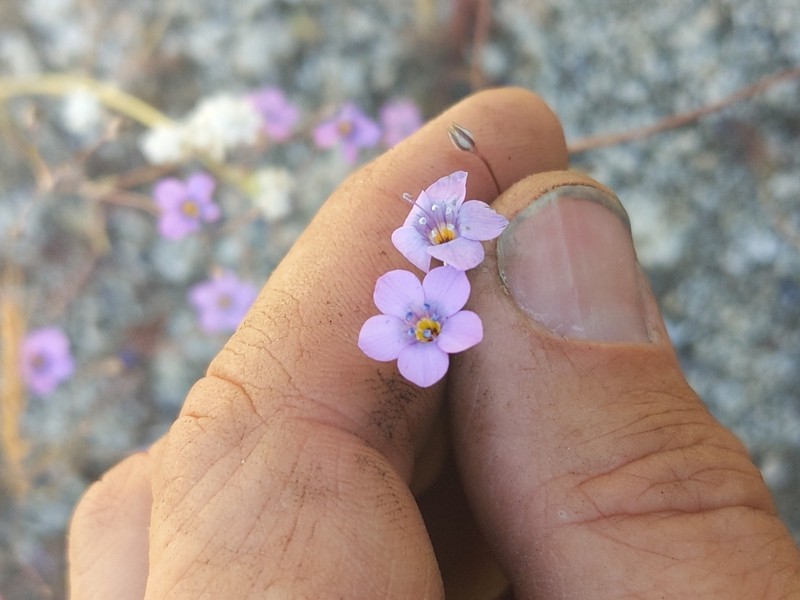 Gilia ochroleuca subsp. exilis photo 7