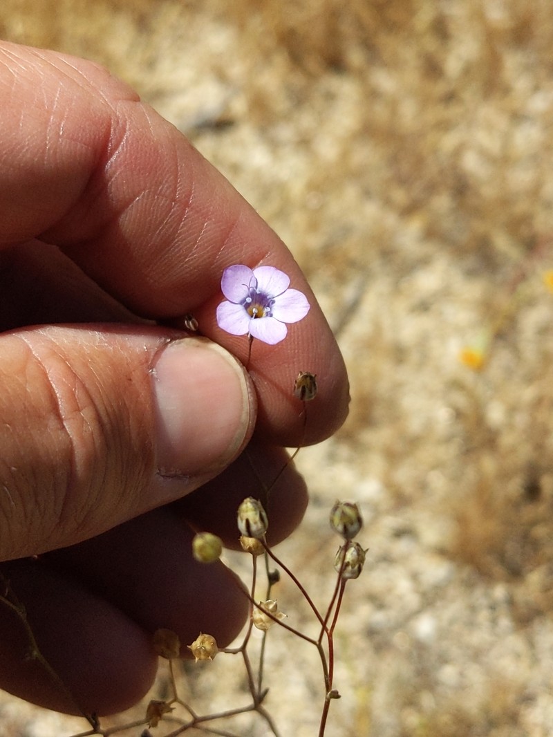 Gilia ochroleuca subsp. exilis photo 8