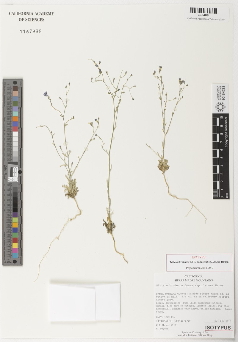 Gilia ochroleuca subsp. lanosa
