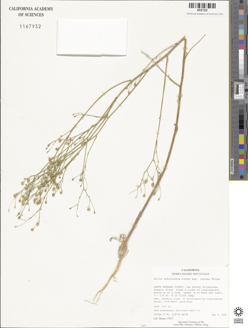 Gilia ochroleuca subsp. lanosa photo 2