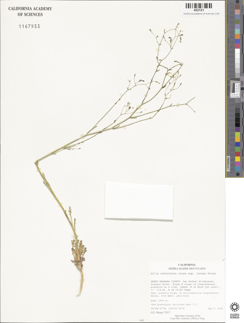 Gilia ochroleuca subsp. lanosa photo 3