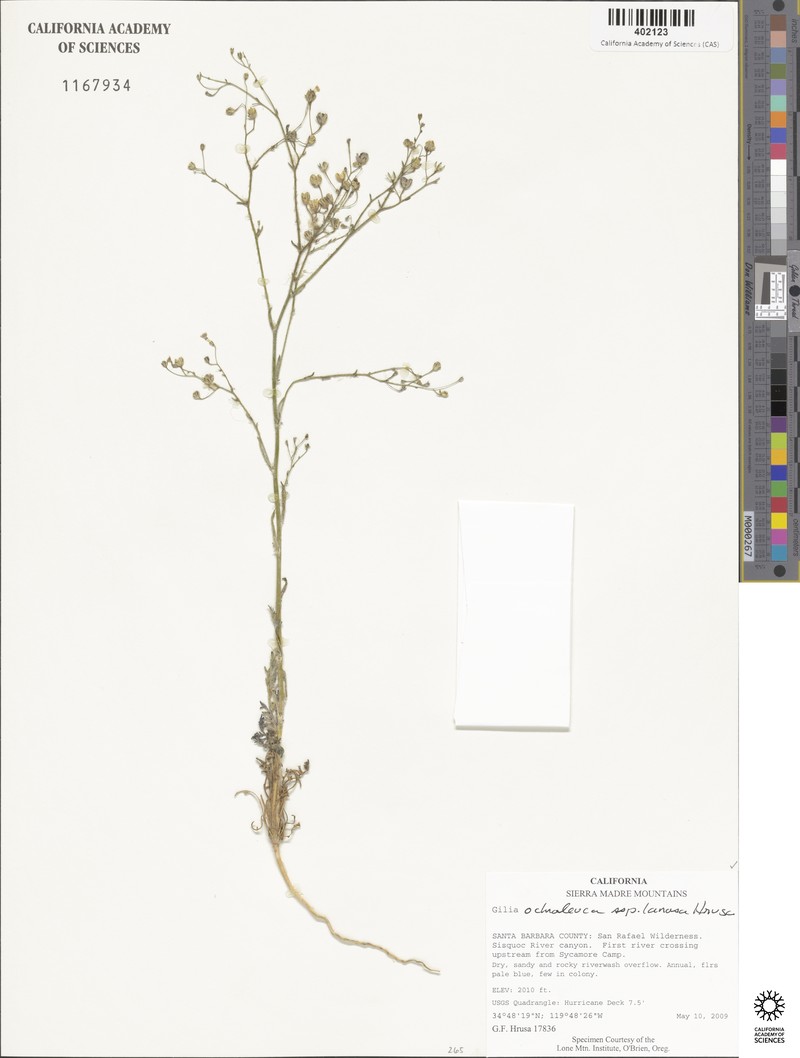 Gilia ochroleuca subsp. lanosa photo 4