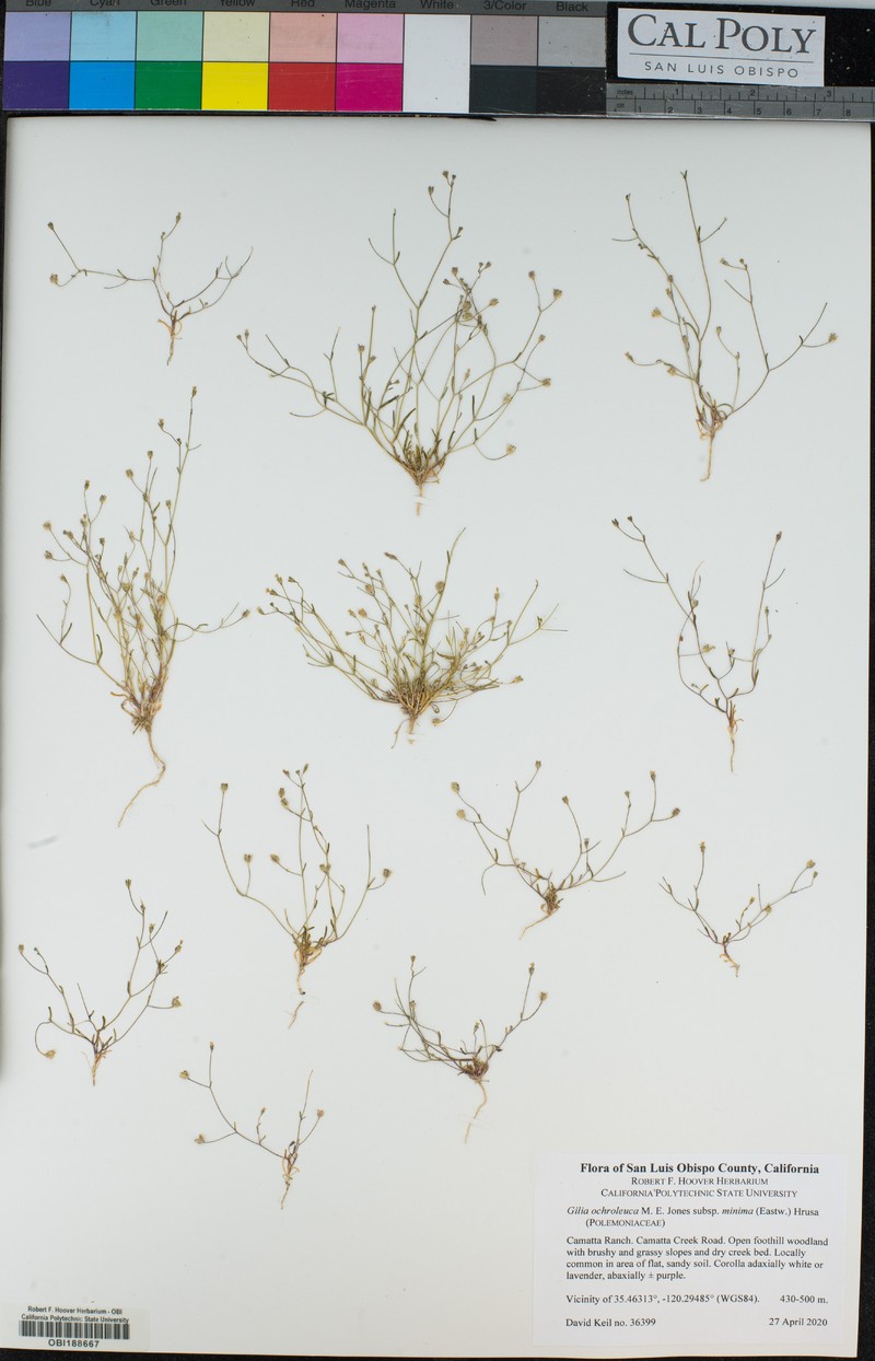 Gilia ochroleuca subsp. minima