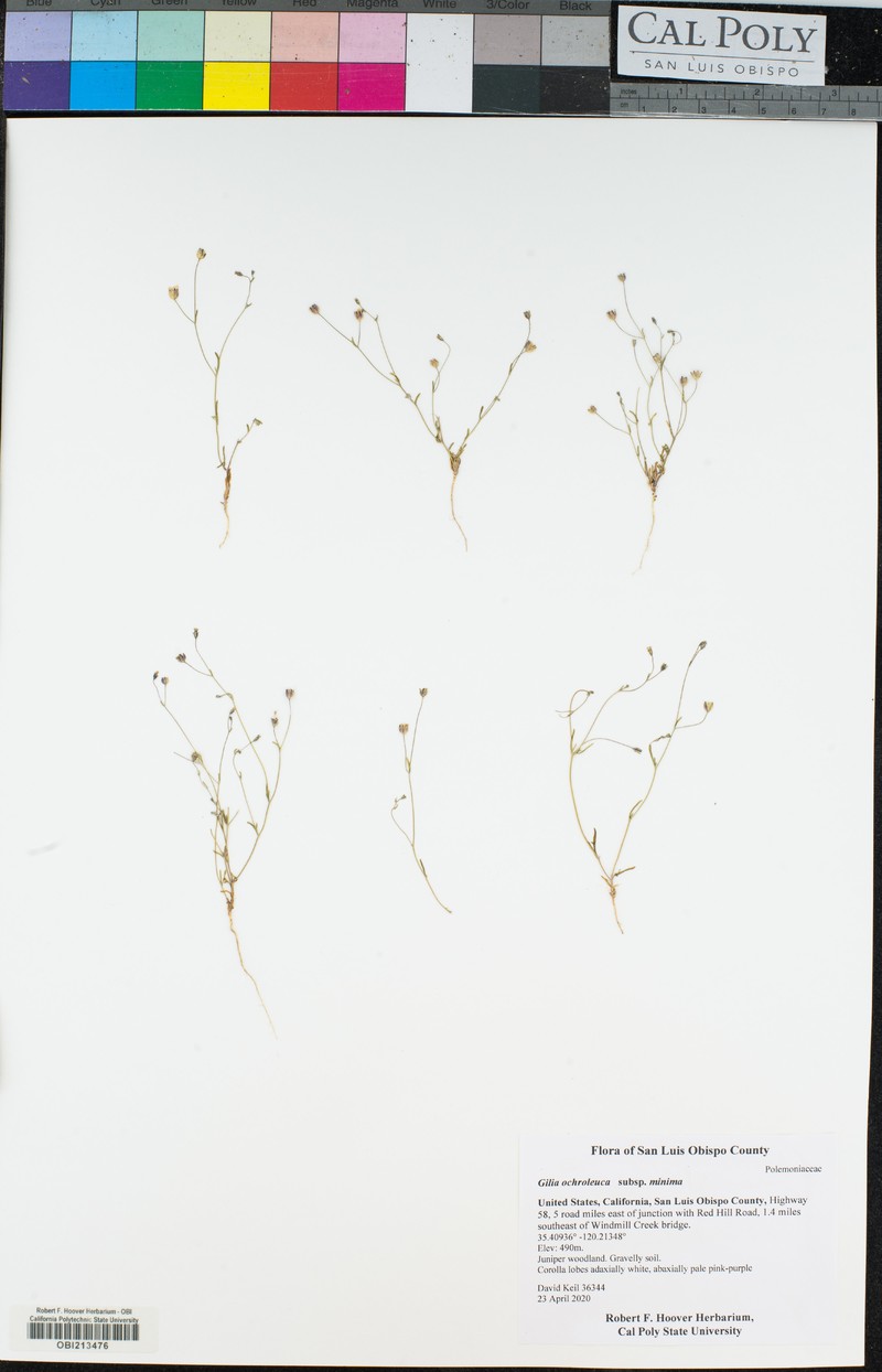 Gilia ochroleuca subsp. minima photo 2