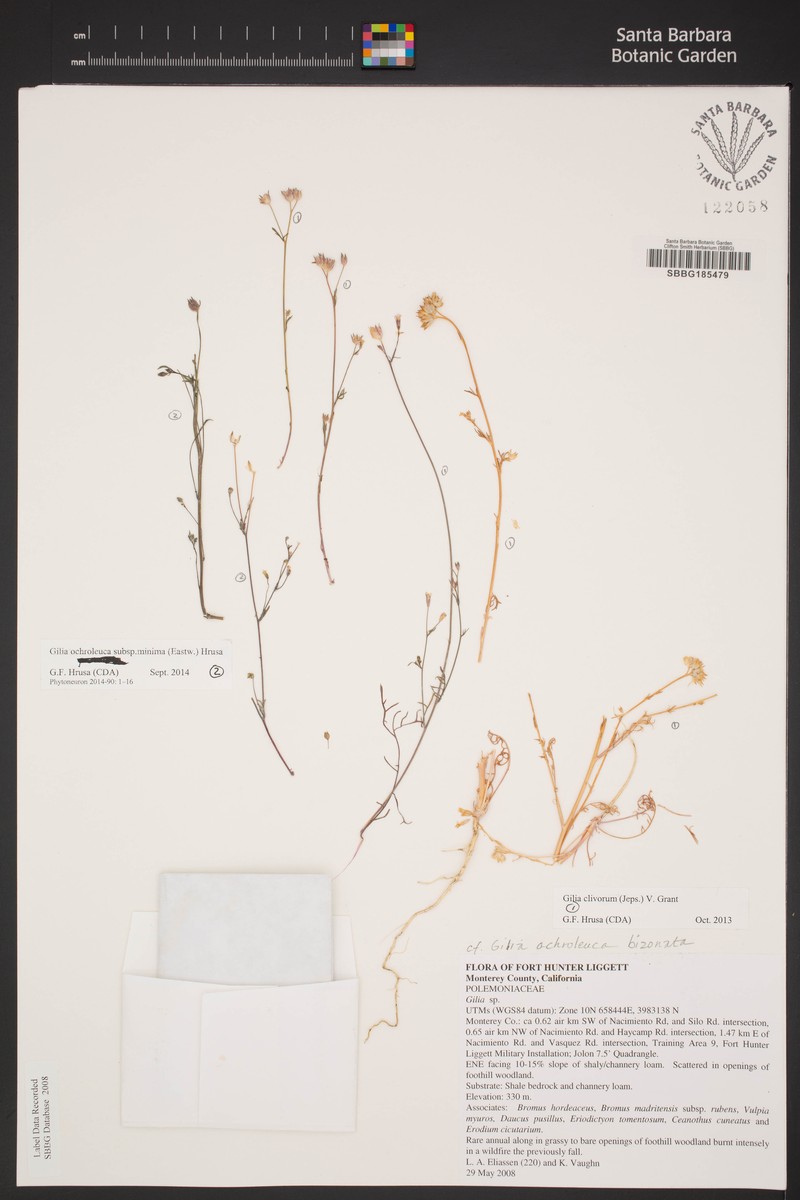 Gilia ochroleuca subsp. minima photo 3
