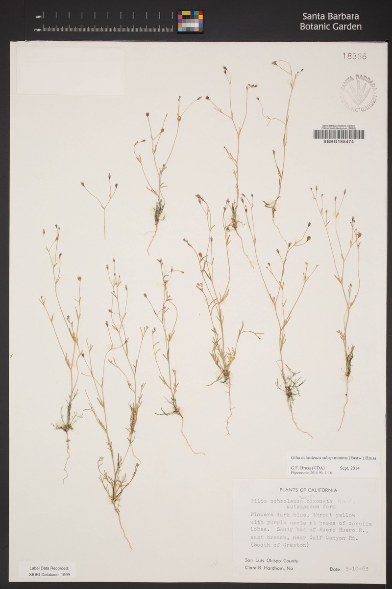 Gilia ochroleuca subsp. minima photo 4