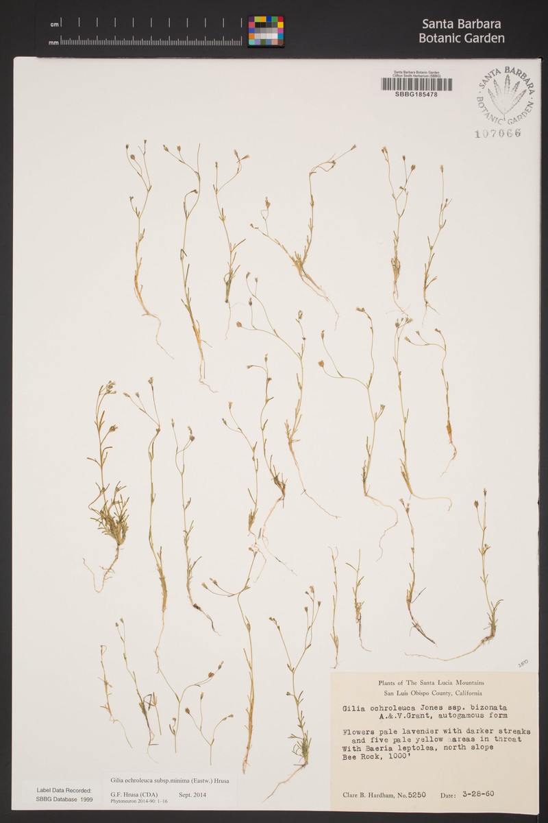 Gilia ochroleuca subsp. minima photo 5