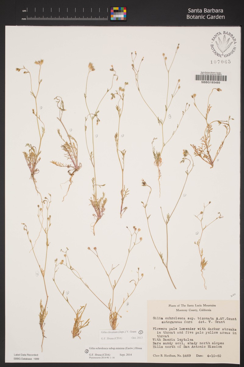 Gilia ochroleuca subsp. minima photo 6