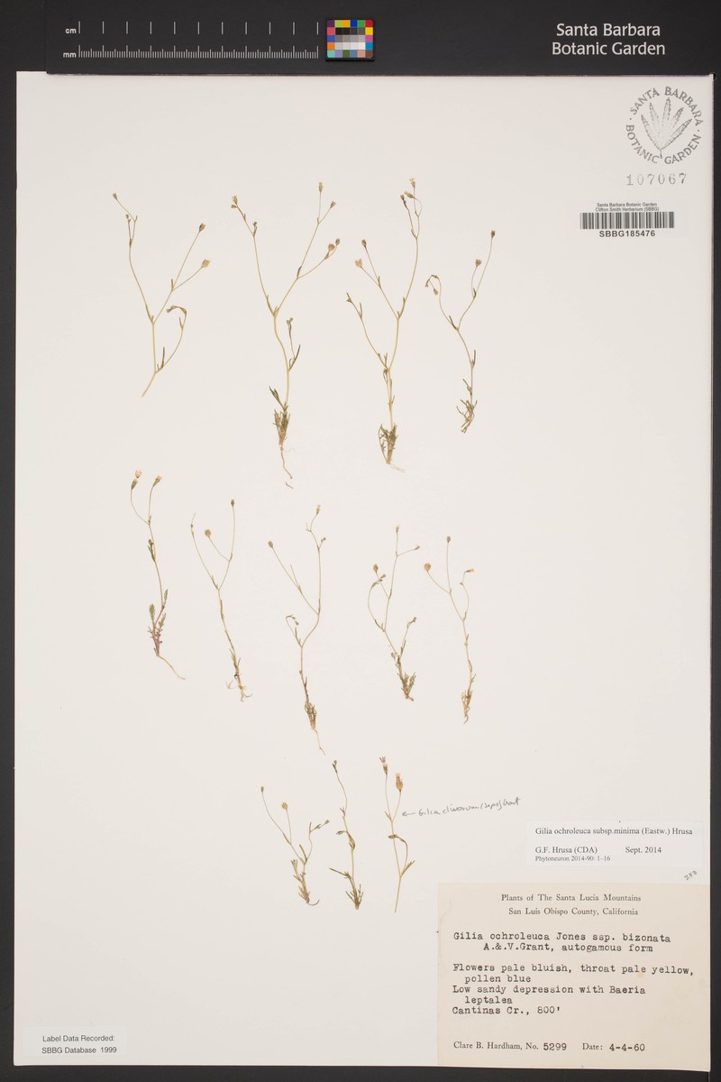 Gilia ochroleuca subsp. minima photo 7