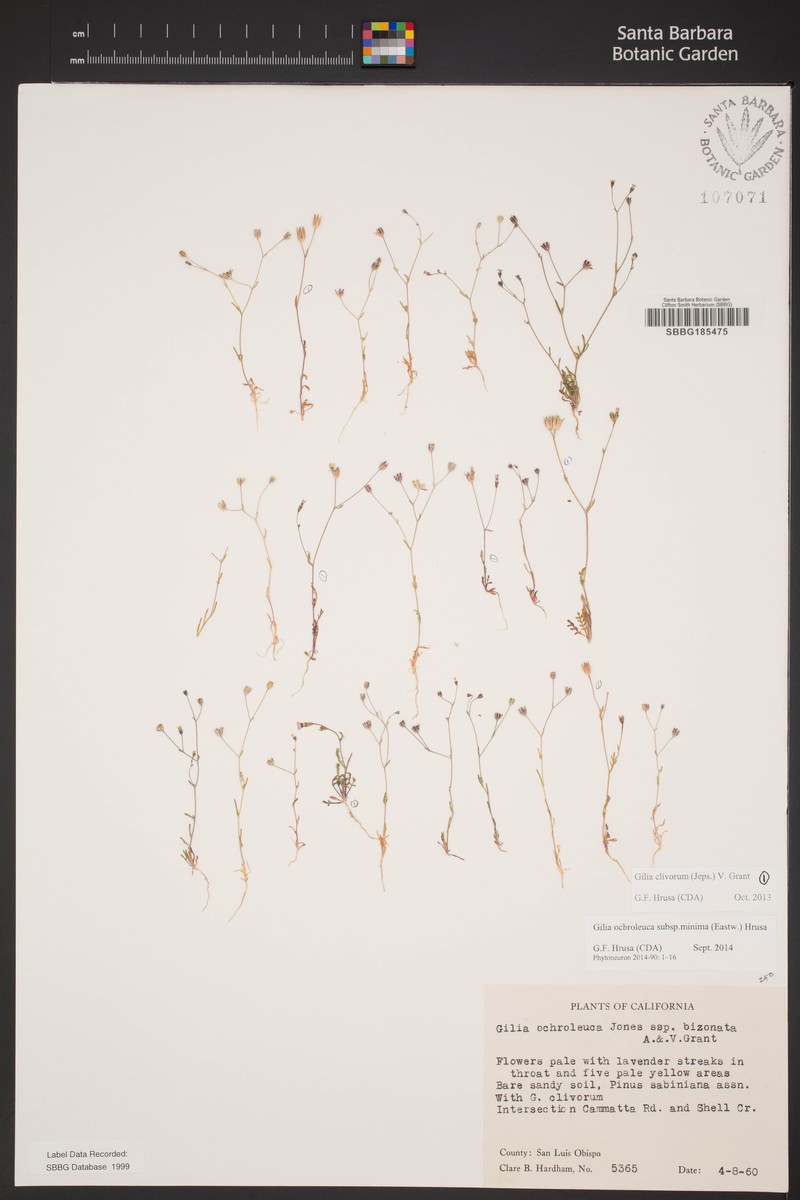 Gilia ochroleuca subsp. minima photo 8