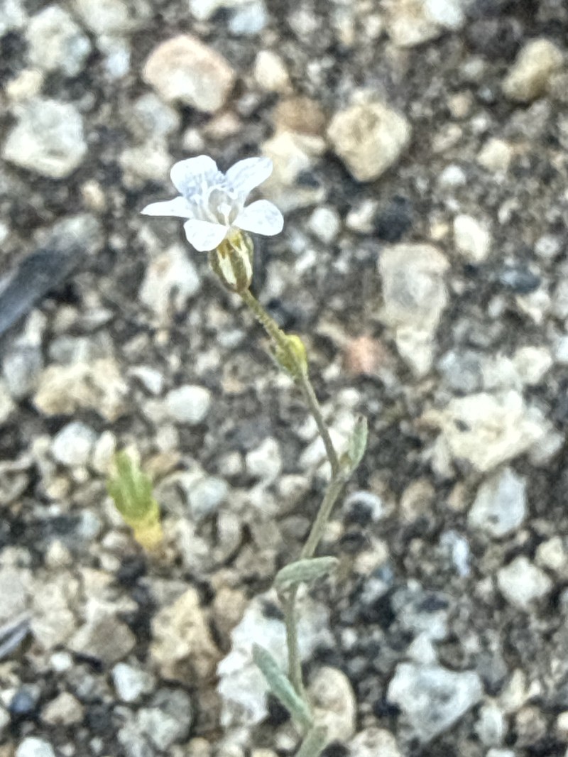 Gilia ochroleuca subsp. ochroleuca