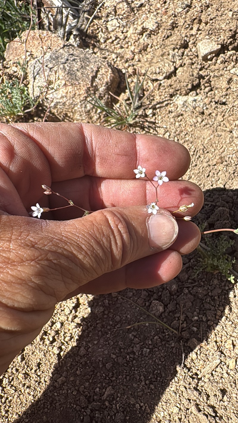 Gilia ochroleuca subsp. ochroleuca photo 2