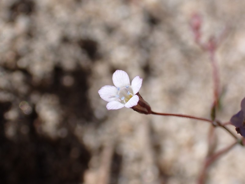 Gilia ochroleuca subsp. ochroleuca photo 3