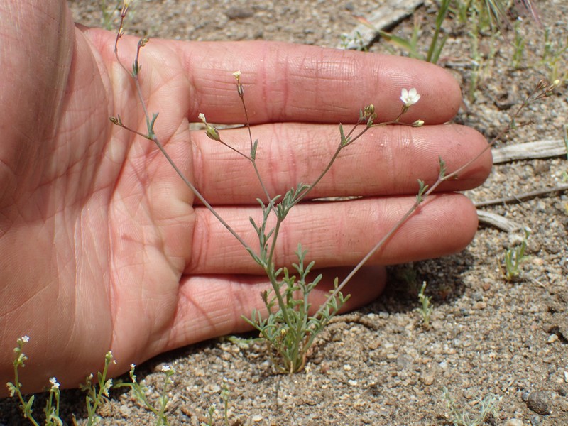 Gilia ochroleuca subsp. ochroleuca photo 4