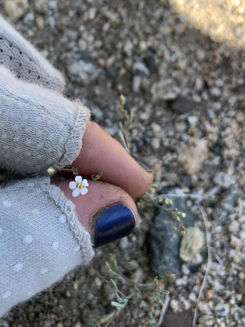 Gilia ochroleuca subsp. ochroleuca photo 5