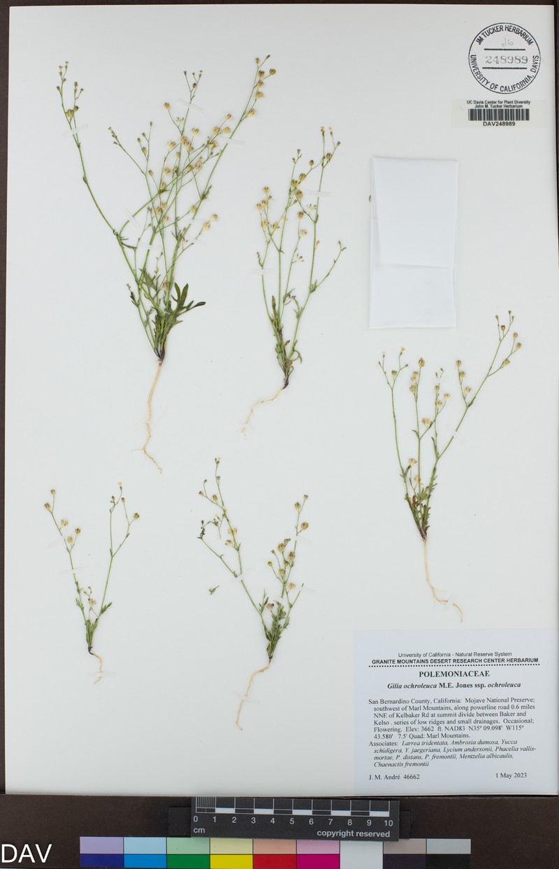 Gilia ochroleuca subsp. ochroleuca photo 6