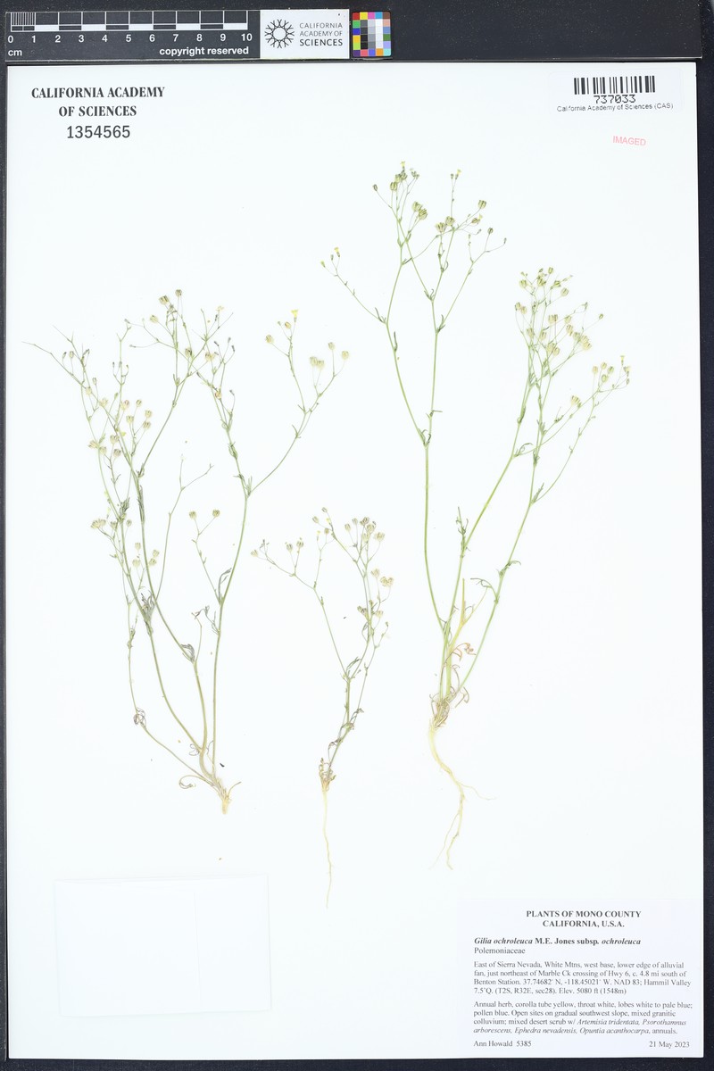 Gilia ochroleuca subsp. ochroleuca photo 7
