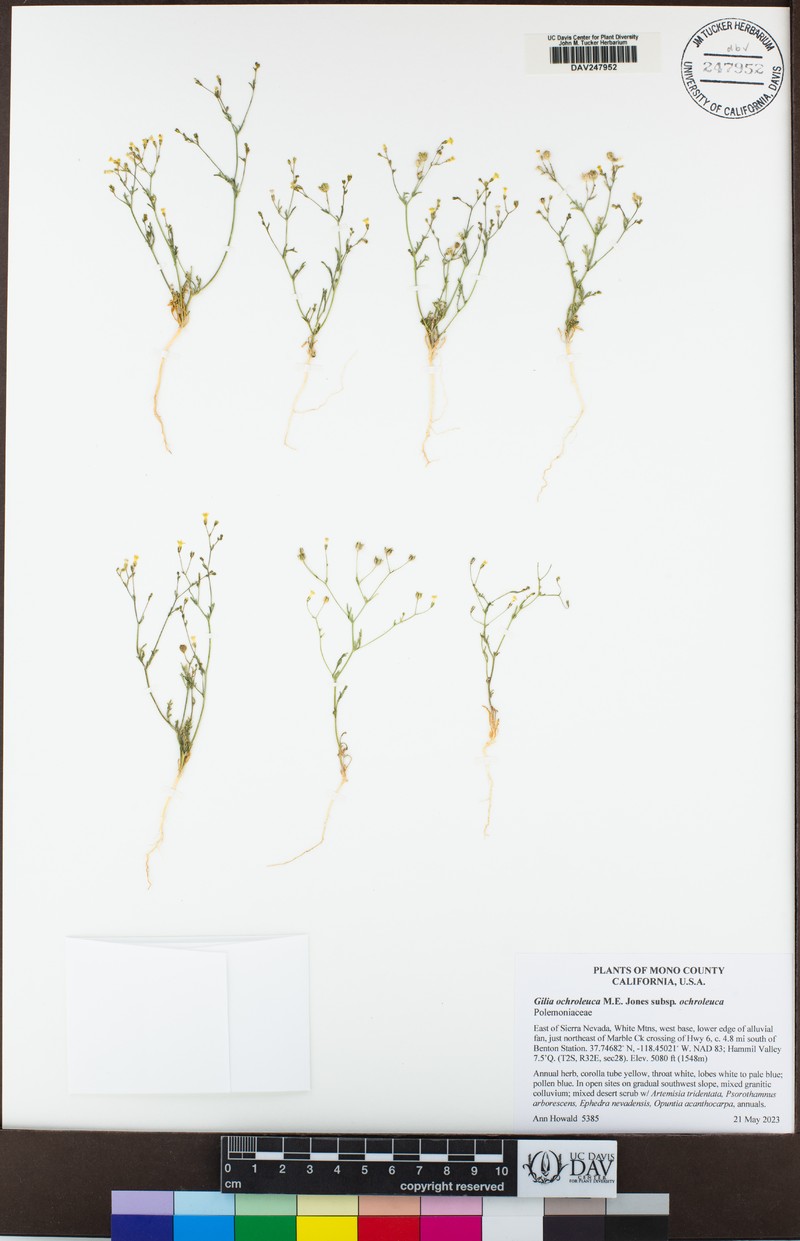 Gilia ochroleuca subsp. ochroleuca photo 8