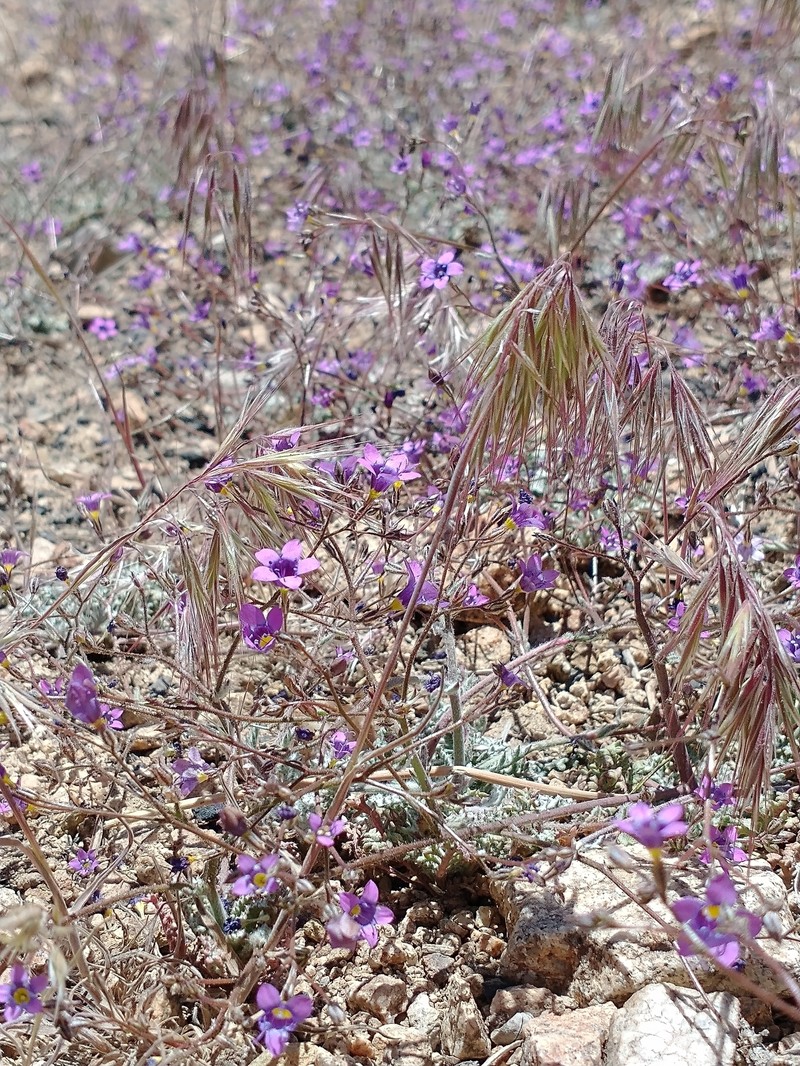 Gilia ochroleuca subsp. vivida