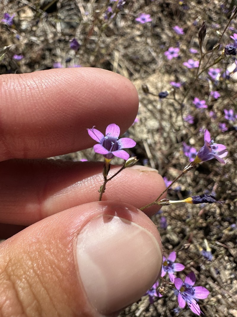 Gilia ochroleuca subsp. vivida photo 2