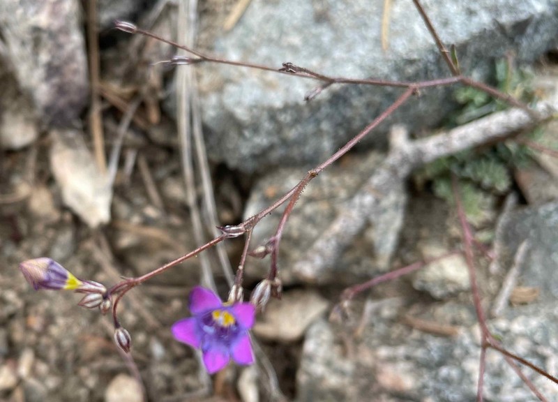 Gilia ochroleuca subsp. vivida photo 3