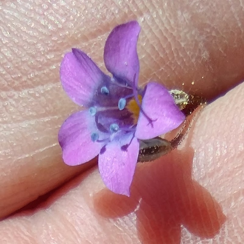 Gilia ochroleuca subsp. vivida photo 4