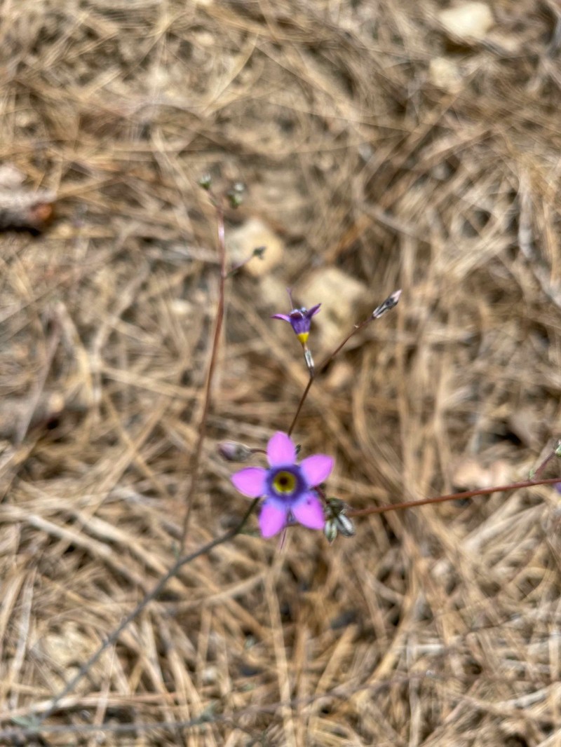 Gilia ochroleuca subsp. vivida photo 5