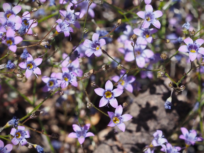 Gilia ochroleuca subsp. vivida photo 6