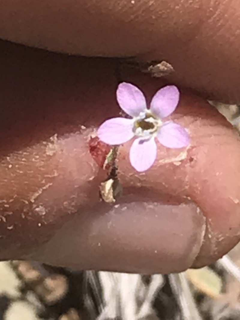 Eyed Gilia