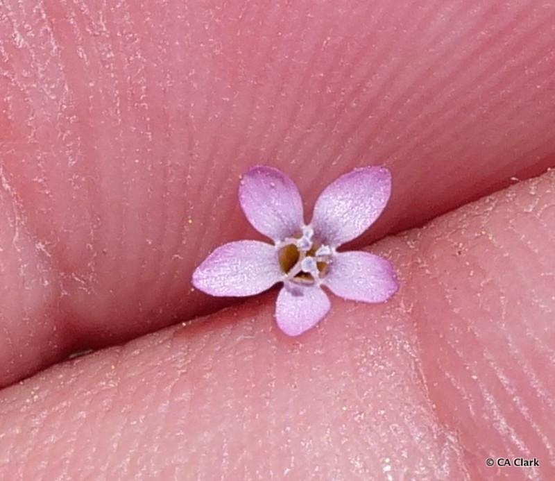 Eyed Gilia photo 2