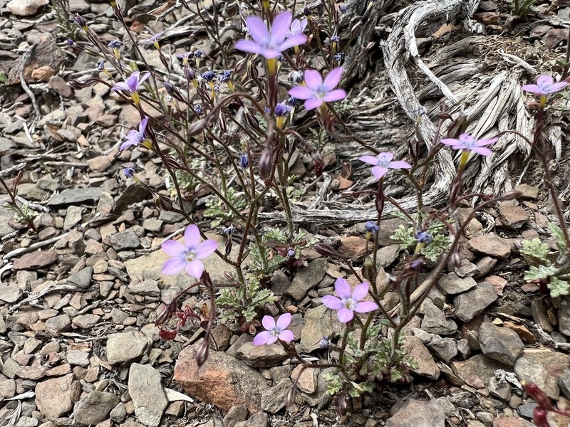 Eyed Gilia photo 3