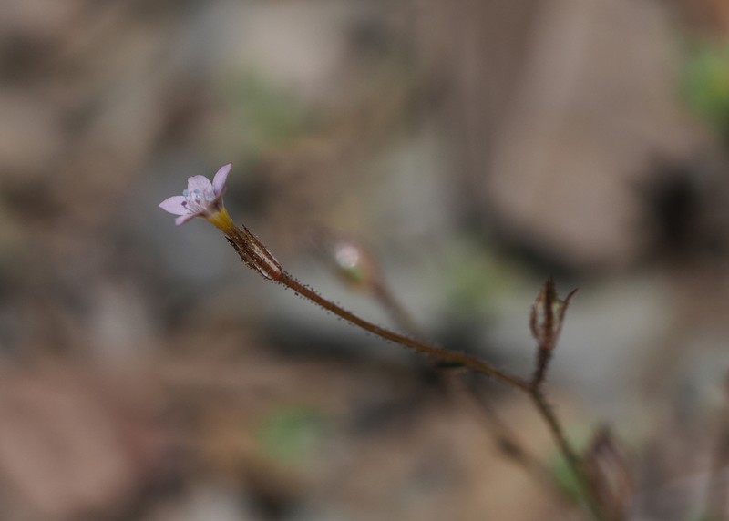 Eyed Gilia photo 4
