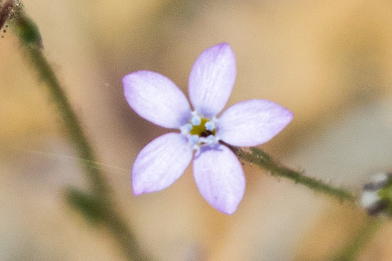 Eyed Gilia photo 5