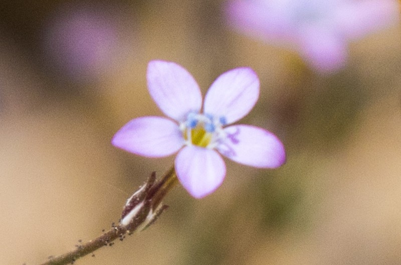 Eyed Gilia photo 6
