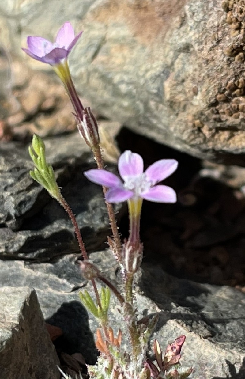 Eyed Gilia photo 7