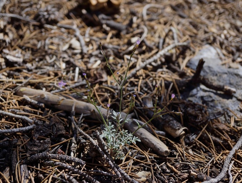 Eyed Gilia photo 8