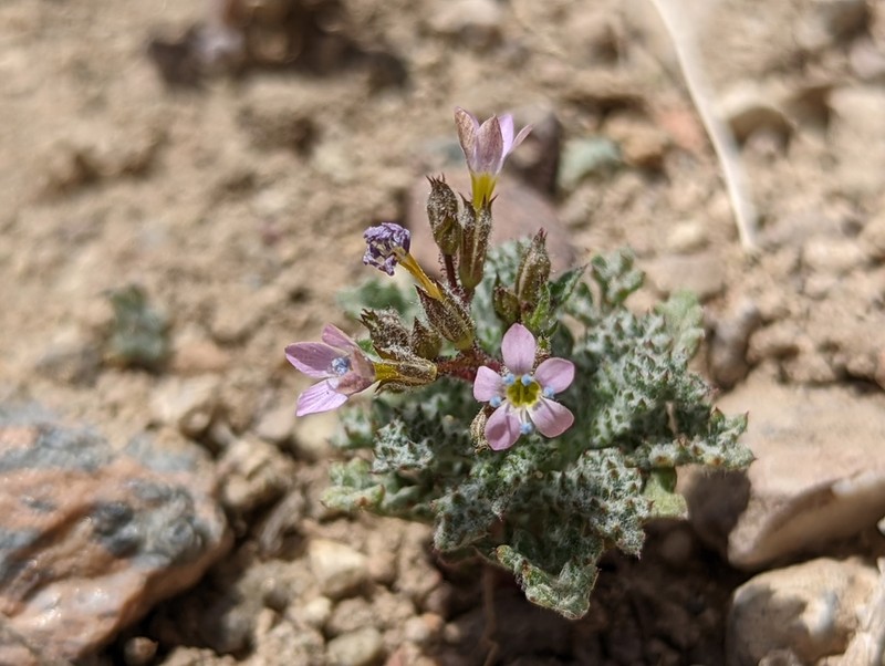 Salt Gilia
