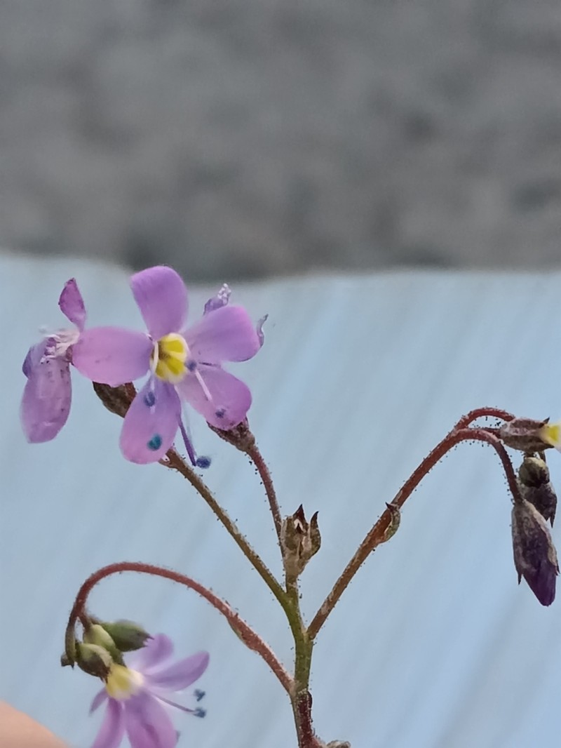 Salt Gilia photo 2