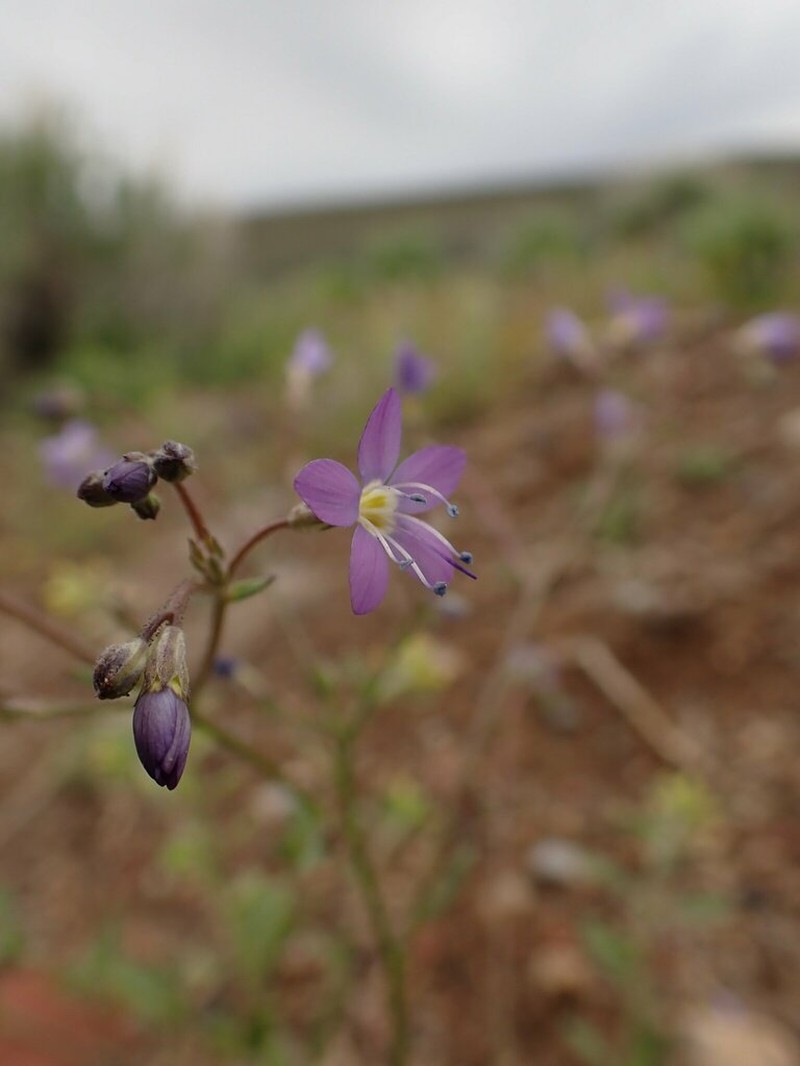 Salt Gilia photo 3