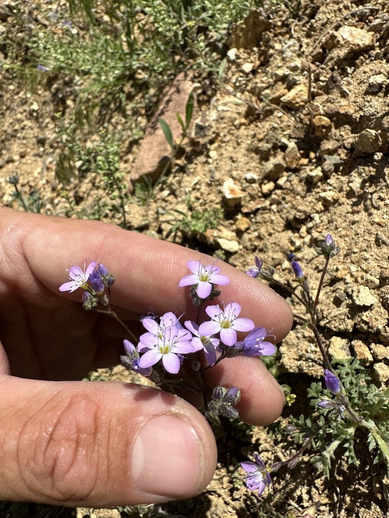 Salt Gilia photo 4