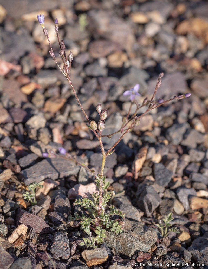 Salt Gilia photo 5