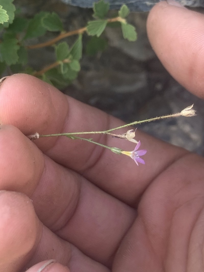 Salt Gilia photo 6
